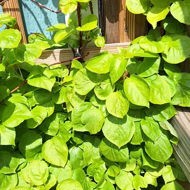 Photo of the plant species climbing hydrangea by @FancyCobnut44 named Muhammad Ali on Greg, the plant care app