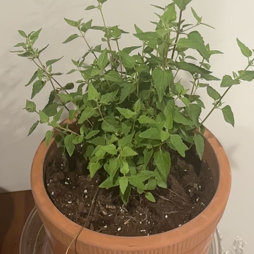 Photo of the plant species Road Opener by @HardyRedash56 named Navajo on Greg, the plant care app