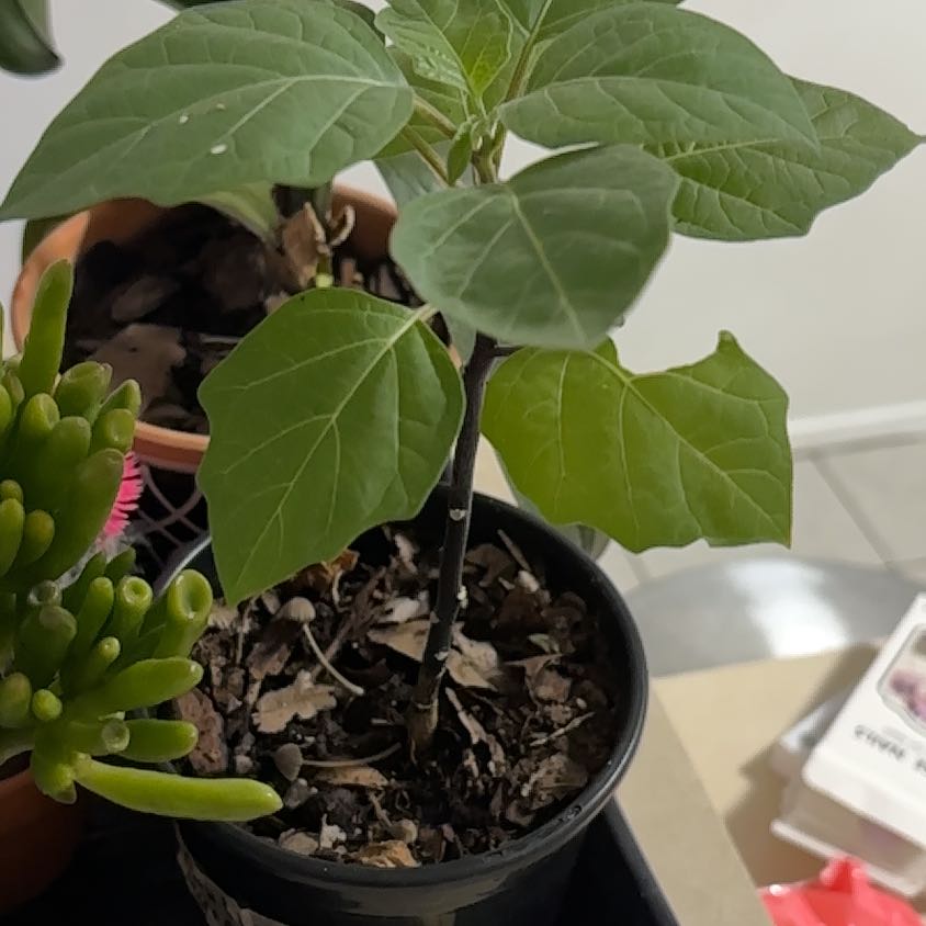 Photo of the plant species Devil's trumpet by @BreezyAtom named Devils trumpet on Greg, the plant care app