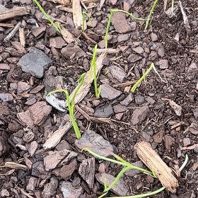 Photo of the plant species Texas Onion by @EagerFrogbit4 named Athena on Greg, the plant care app