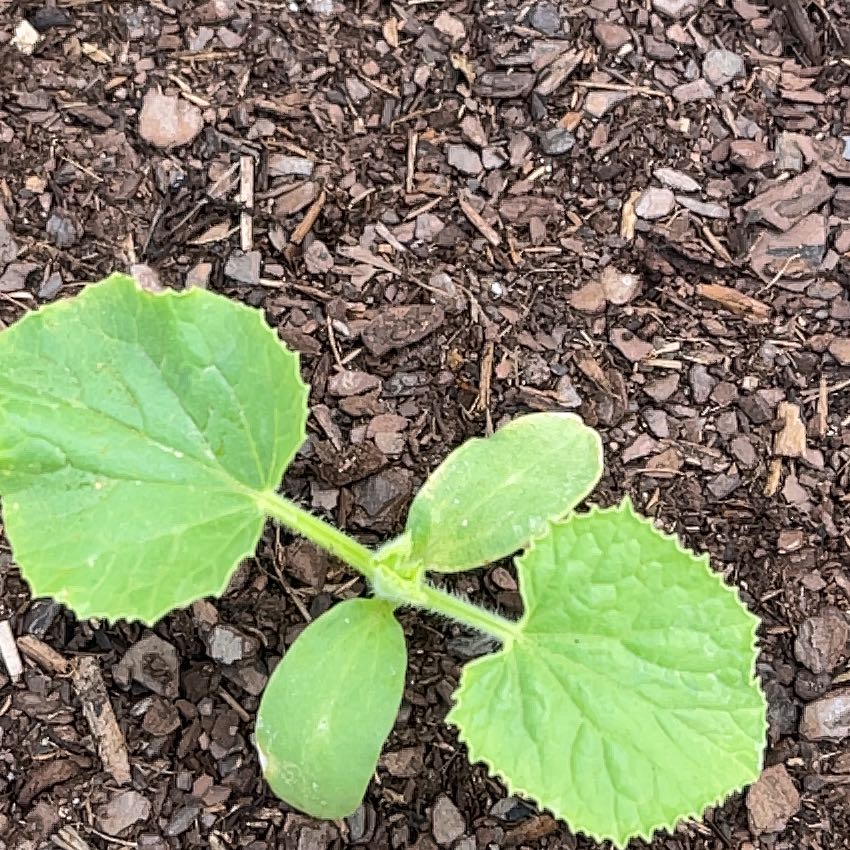 Photo of the plant species Sugar Baby Watermelon by @EagerFrogbit4 named Marilyn on Greg, the plant care app
