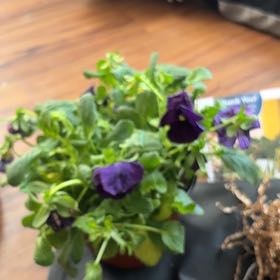 Photo of the plant species Pansy 'Matrix Purple' by @OpenlyBlackhoya named Bieber on Greg, the plant care app