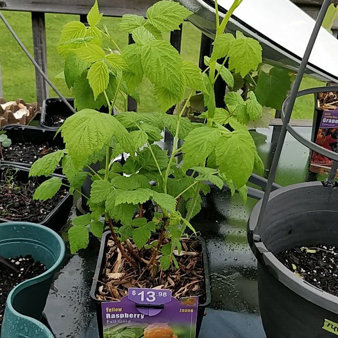 Fall Gold Raspberry Plant Care: Water, Light, Nutrients | Greg App 🌱