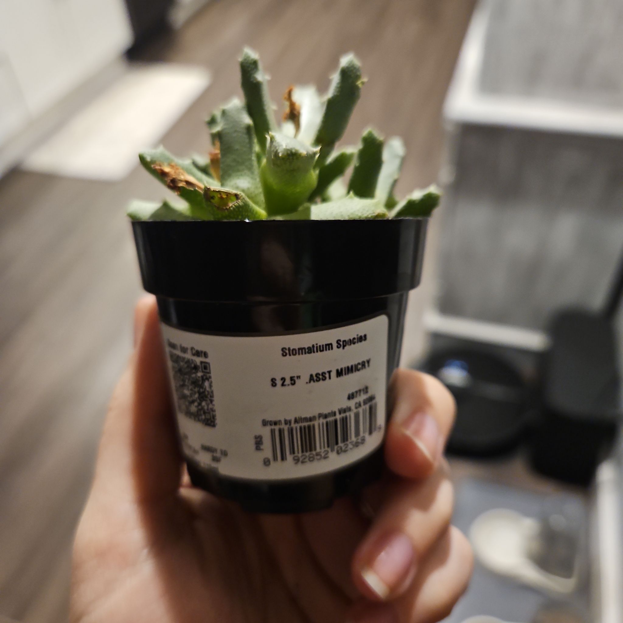Photo of the plant species Stomatium acutifolium by @KindLovevine13 named Athena on Greg, the plant care app
