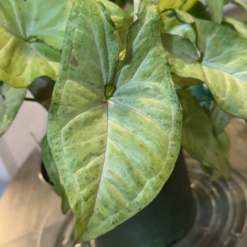 Photo of the plant species Syngonium Confetti Tricolor by @YiftEspostoa37 named Denali on Greg, the plant care app