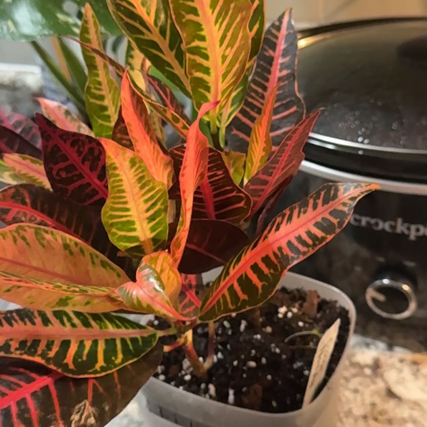 Photo of the plant species Croton Nervia by @YiftEspostoa37 named Baesil on Greg, the plant care app