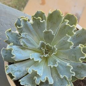 Photo of the plant species Echeveria 'Blue Frills' by @PerkyCandytuft named Sir Plancelot on Greg, the plant care app