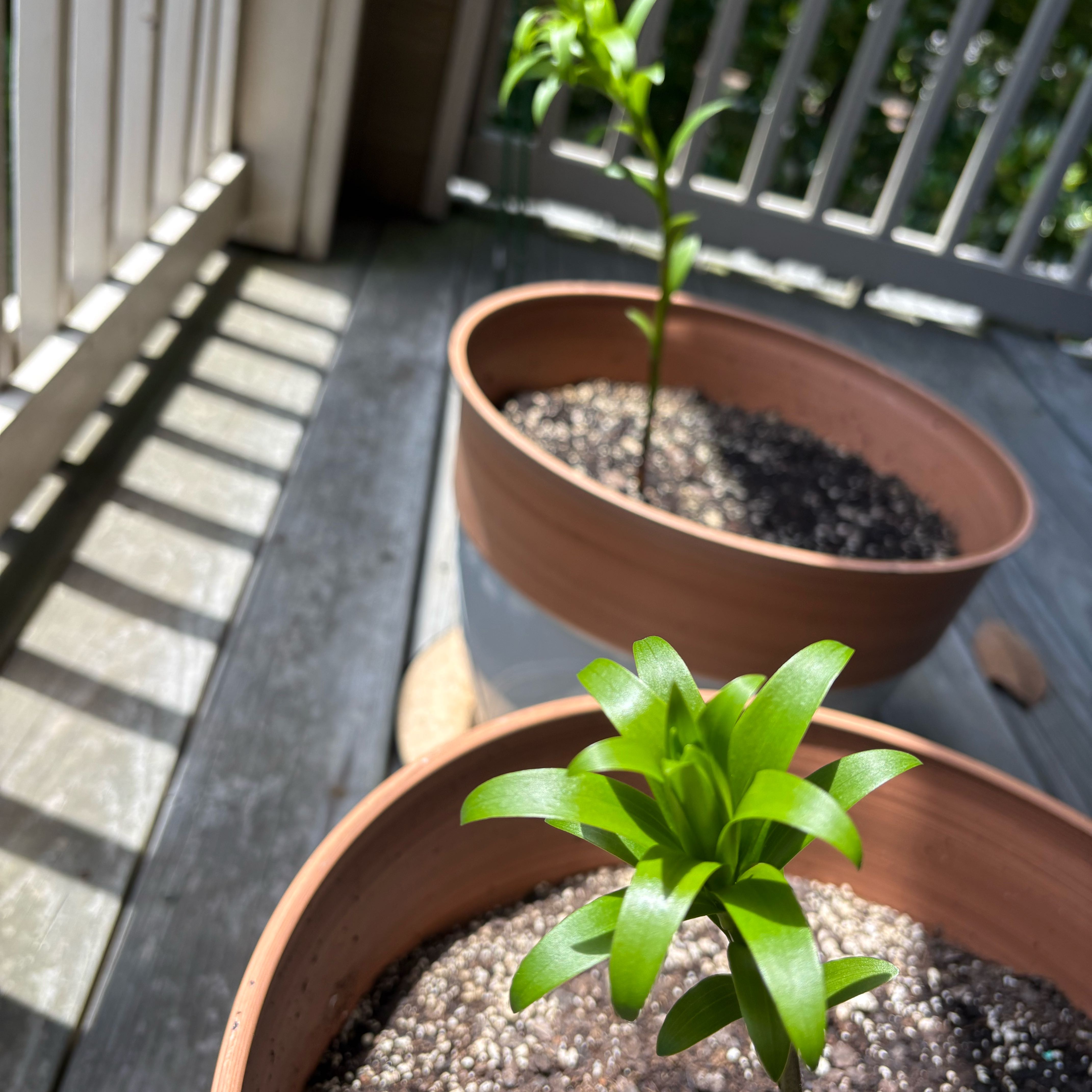 Photo of the plant species American Tiger Lily by @BestOregano41 named Eva on Greg, the plant care app