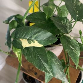 Photo of the plant species Philodendron variegated by @PrizeSilversage named Wall-E on Greg, the plant care app
