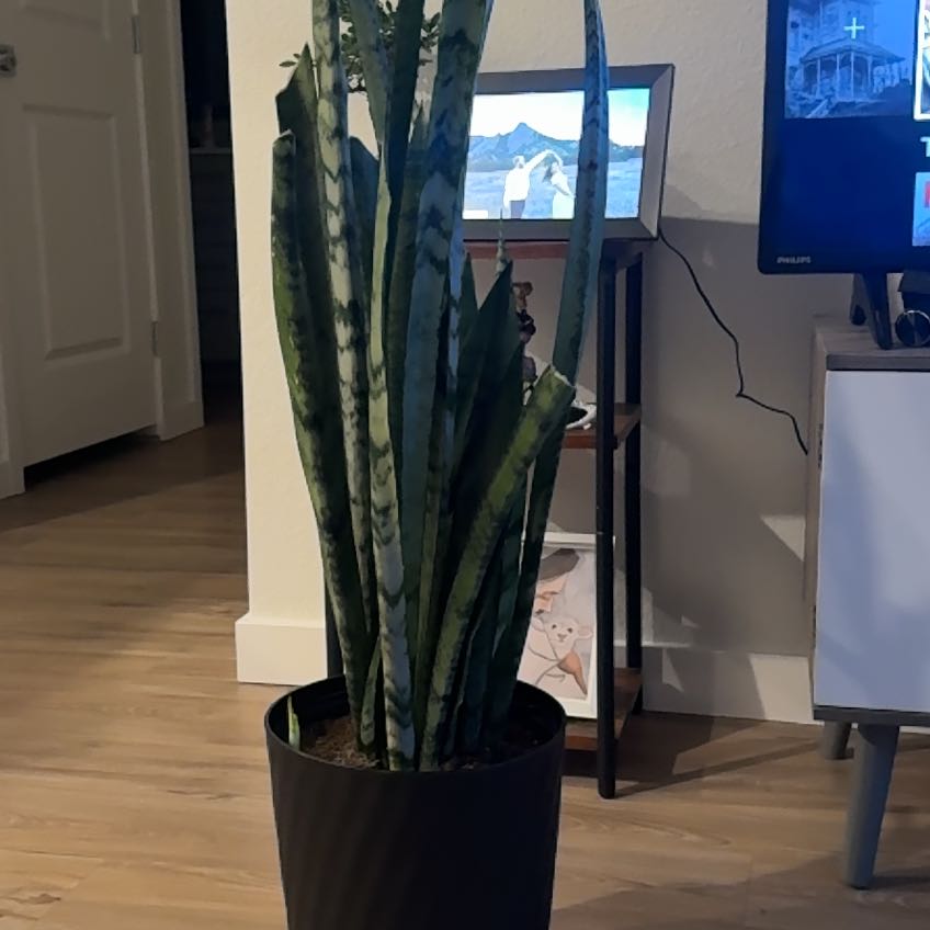 Photo of the plant species Snake Plant by @ProudlyTupeia named Hemingway on Greg, the plant care app