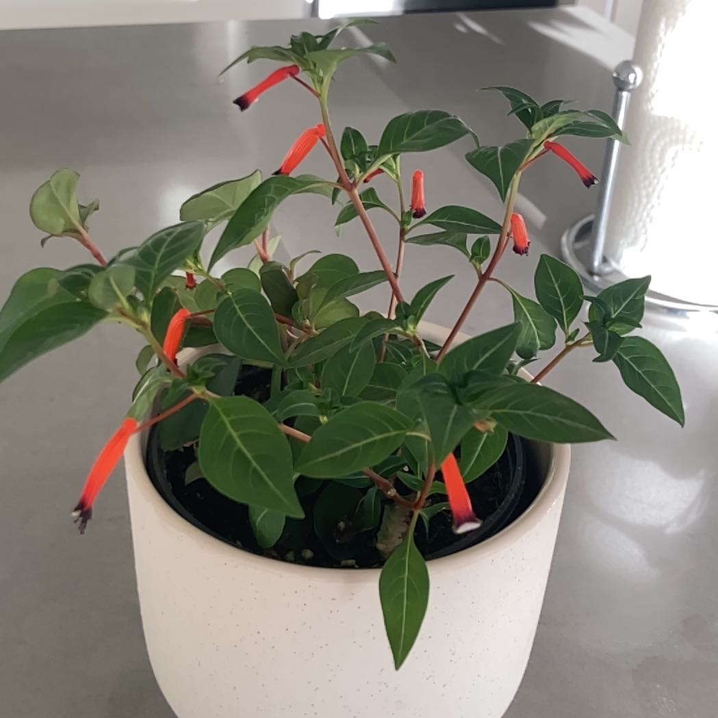 Photo of the plant species Cuphea 'Cherrybells' by @ThrillingAtom named Terra on Greg, the plant care app