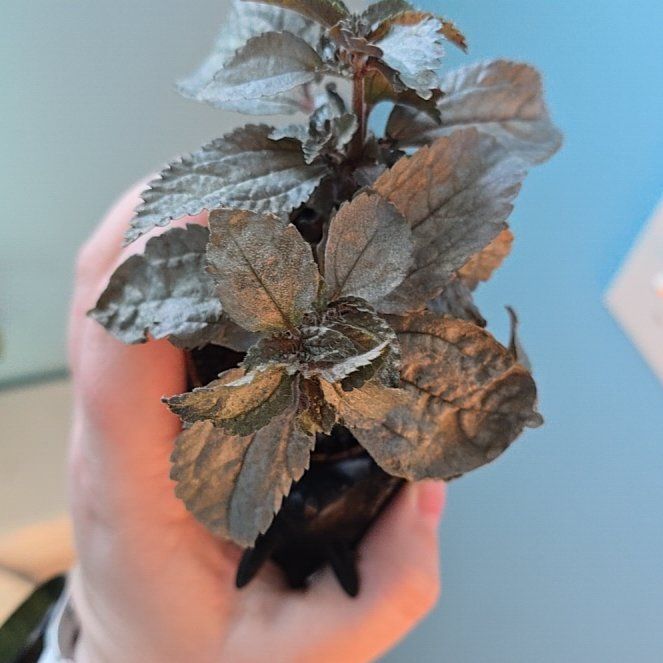 Photo of the plant species Pilea Silver Cloud by @JazzyMayten30 named Pilea Julia on Greg, the plant care app