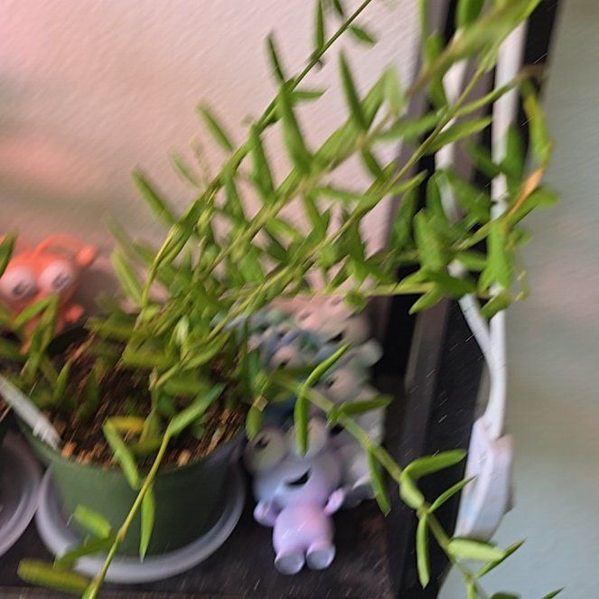 Photo of the plant species Waxflower by @JazzyMayten30 named Figyonce on Greg, the plant care app