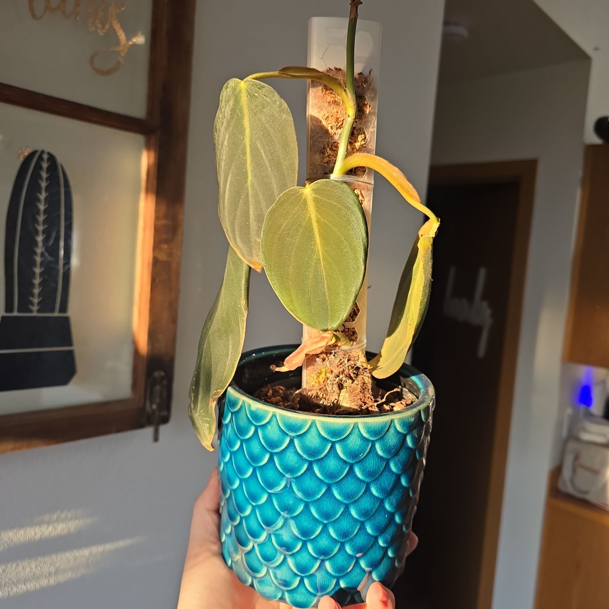 Photo of the plant species Philodendron Gigas by @JazzyMayten30 named Philodendron Gigas on Greg, the plant care app