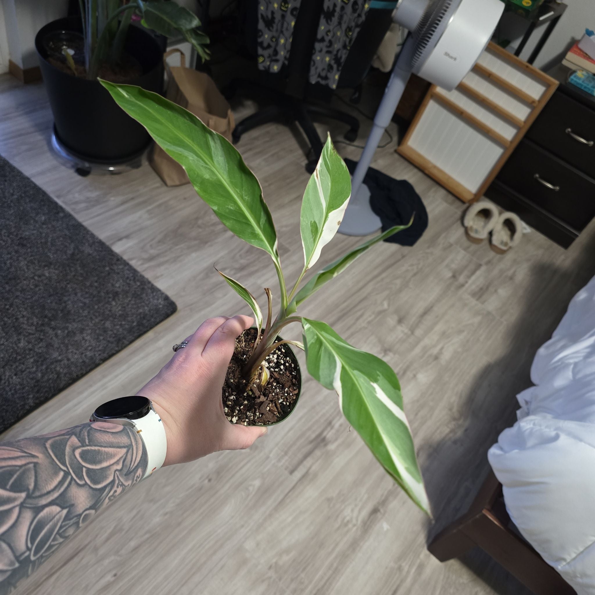 Photo of the plant species Ae Ae Banana by @JazzyMayten30 named White verigated Banana on Greg, the plant care app