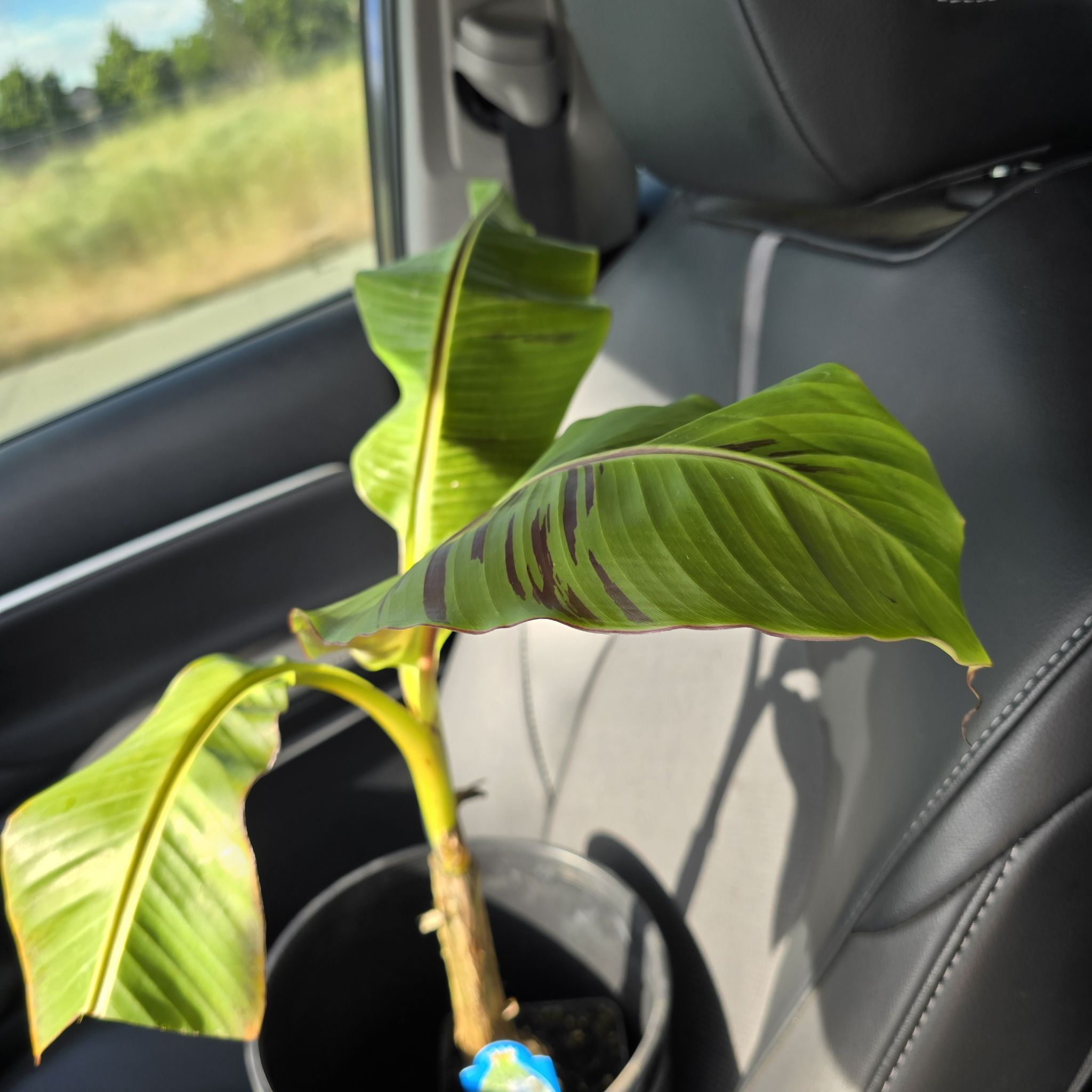Photo of the plant species Musa Red Tiger Banana Tree by @JazzyMayten30 named Red Tiger Banana Tree on Greg, the plant care app