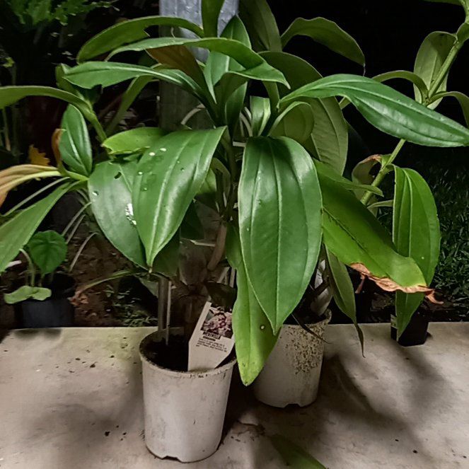 Photo of the plant species Medinilla sieboldiana by @SportySunbright named Sahara on Greg, the plant care app