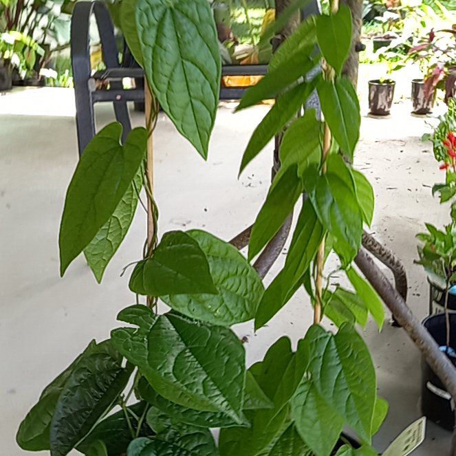 Photo of the plant species Indian Birthwort by @SportySunbright named LiloStitch on Greg, the plant care app