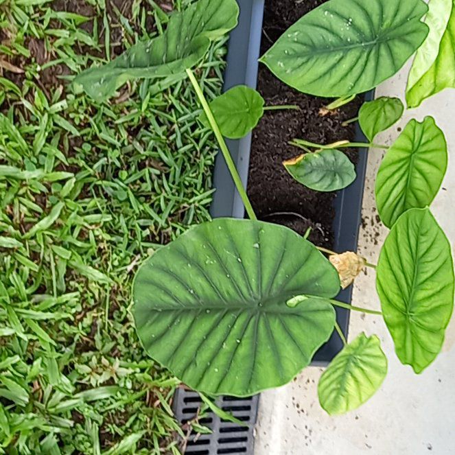 Photo of the plant species Alocasia Green Shield by @SportySunbright named Kylie on Greg, the plant care app