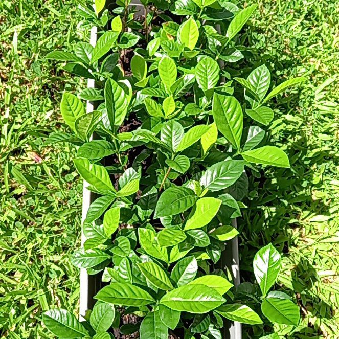 Photo of the plant species Aimee Gardenia by @SportySunbright named Dax on Greg, the plant care app