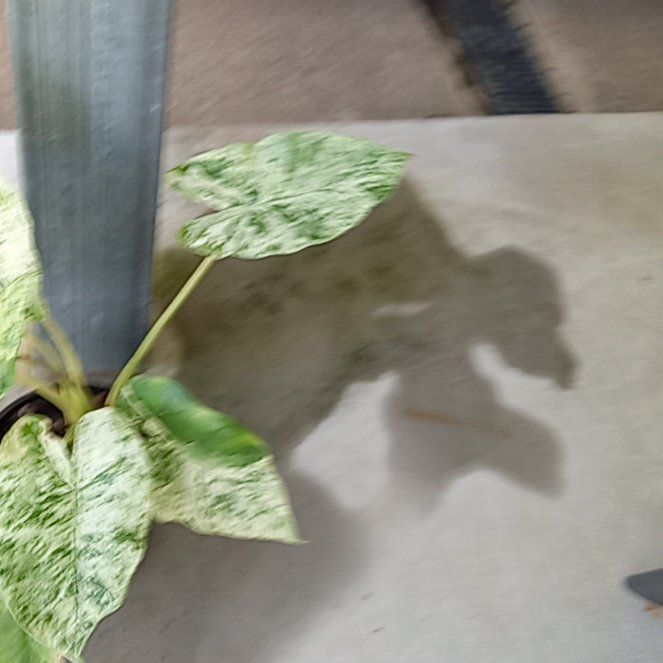 Photo of the plant species Alocasia macrorrhiza 'Camouflage' by @SportySunbright named Baesil on Greg, the plant care app