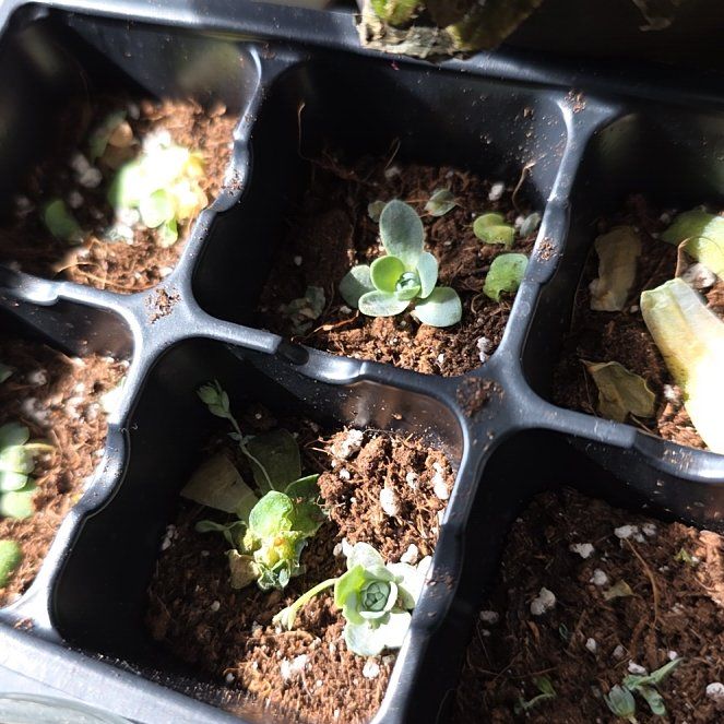 Photo of the plant species Orostachys iwarenge by @agavaloe named Orwell on Greg, the plant care app