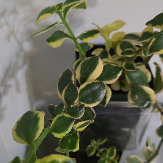 Photo of the plant species Variegated Trailing Jade Plant by @agavaloe named Austen on Greg, the plant care app
