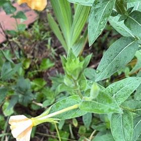 Photo of the plant species Common Evening-Primrose by @AvidBearsear38 named Gates on Greg, the plant care app