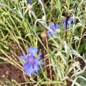 Photo of the plant species Cornflower by @AvidBearsear38 named Mochi on Greg, the plant care app