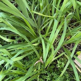 Photo of the plant species Lemon Grass by @AvidBearsear38 named Doja Cat on Greg, the plant care app