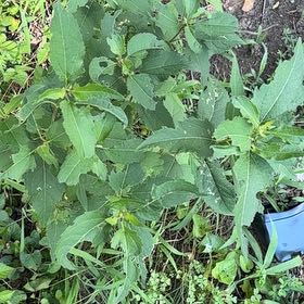 Photo of the plant species Botón De Oro by @AvidBearsear38 named Captain Plant-it on Greg, the plant care app