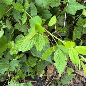 Photo of the plant species Amur Peppervine by @AvidBearsear38 named da Vinci on Greg, the plant care app