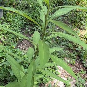 Photo of the plant species New York Ironweed by @AvidBearsear38 named Duke on Greg, the plant care app
