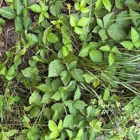 Photo of the plant species Mock Strawberry by @AvidBearsear38 named Cleopatra on Greg, the plant care app