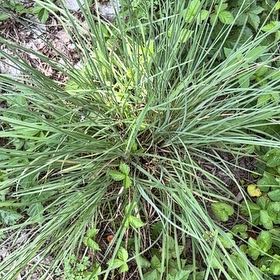Photo of the plant species Crow Garlic by @AvidBearsear38 named Bruce Lee on Greg, the plant care app
