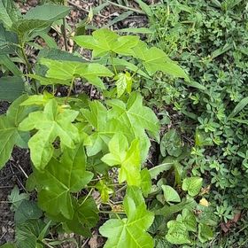 Photo of the plant species American Sweetgum by @AvidBearsear38 named Walt on Greg, the plant care app