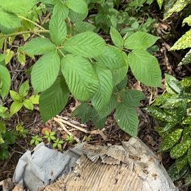 Photo of the plant species Allegheny Blackberry by @AvidBearsear38 named Plato on Greg, the plant care app