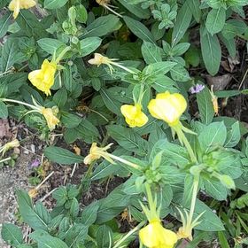 Photo of the plant species Common Evening-Primrose by @AvidBearsear38 named Elina on Greg, the plant care app