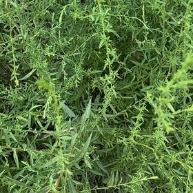 Photo of the plant species Mexican Burningbush by @AvidBearsear38 named Xena on Greg, the plant care app