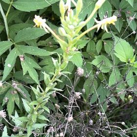 Photo of the plant species Common Evening-Primrose by @AvidBearsear38 named Sproutacus on Greg, the plant care app