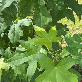 Photo of the plant species American Sweetgum by @AvidBearsear38 named McKinley on Greg, the plant care app
