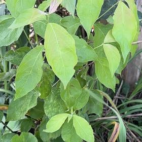 Photo of the plant species Amur Honeysuckle by @AvidBearsear38 named Gobi on Greg, the plant care app