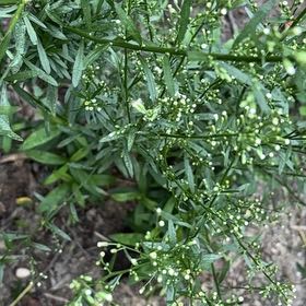 Photo of the plant species Canadian Fleabane by @AvidBearsear38 named Terra on Greg, the plant care app