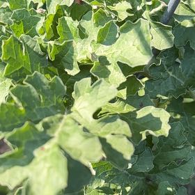 Photo of the plant species Watermelon by @AvidBearsear38 named Sahara on Greg, the plant care app