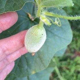 Photo of the plant species Melon by @AvidBearsear38 named Osmo on Greg, the plant care app
