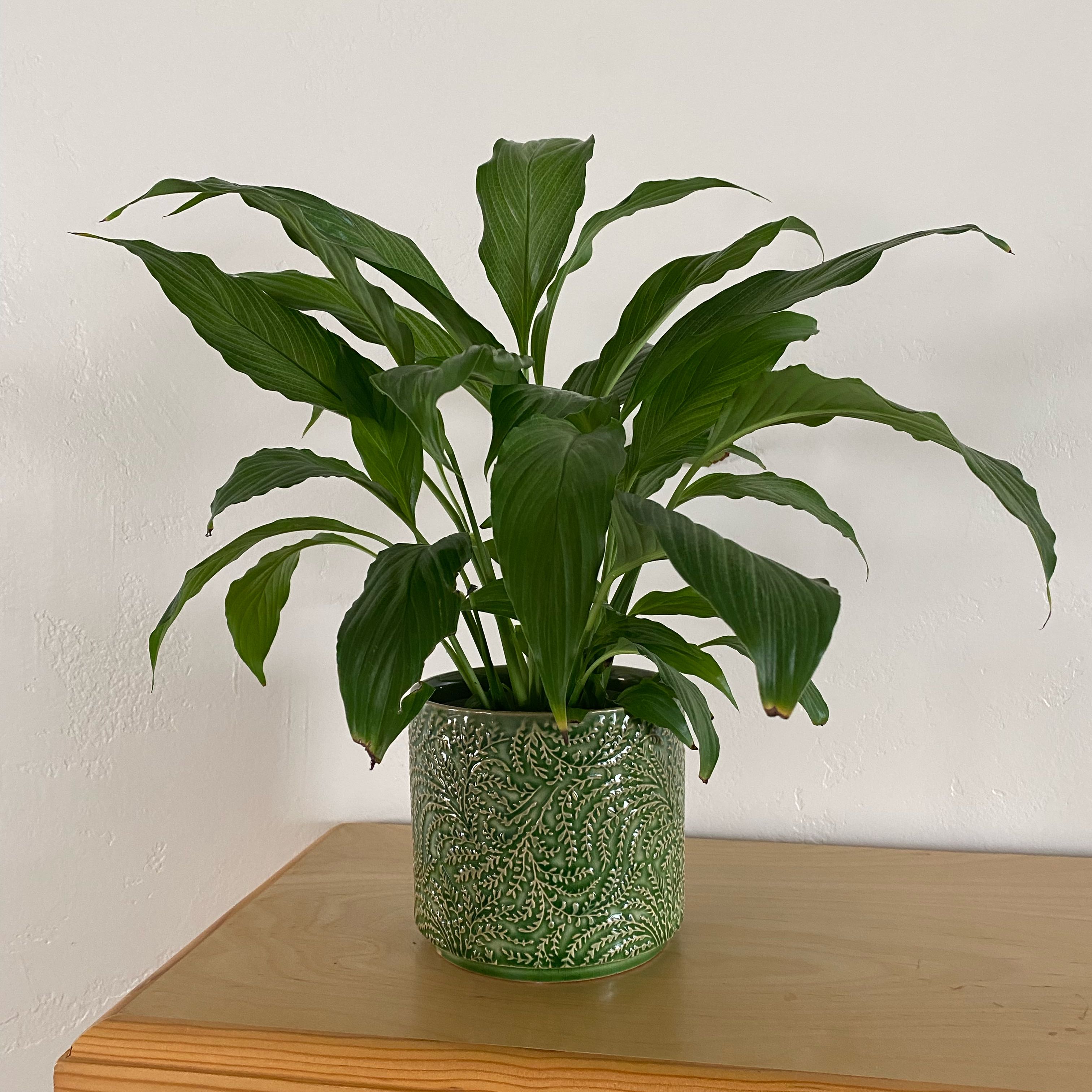 Photo of the plant species Platinum Mist Peace Lily by @FangornForest named Keanu Leaves on Greg, the plant care app