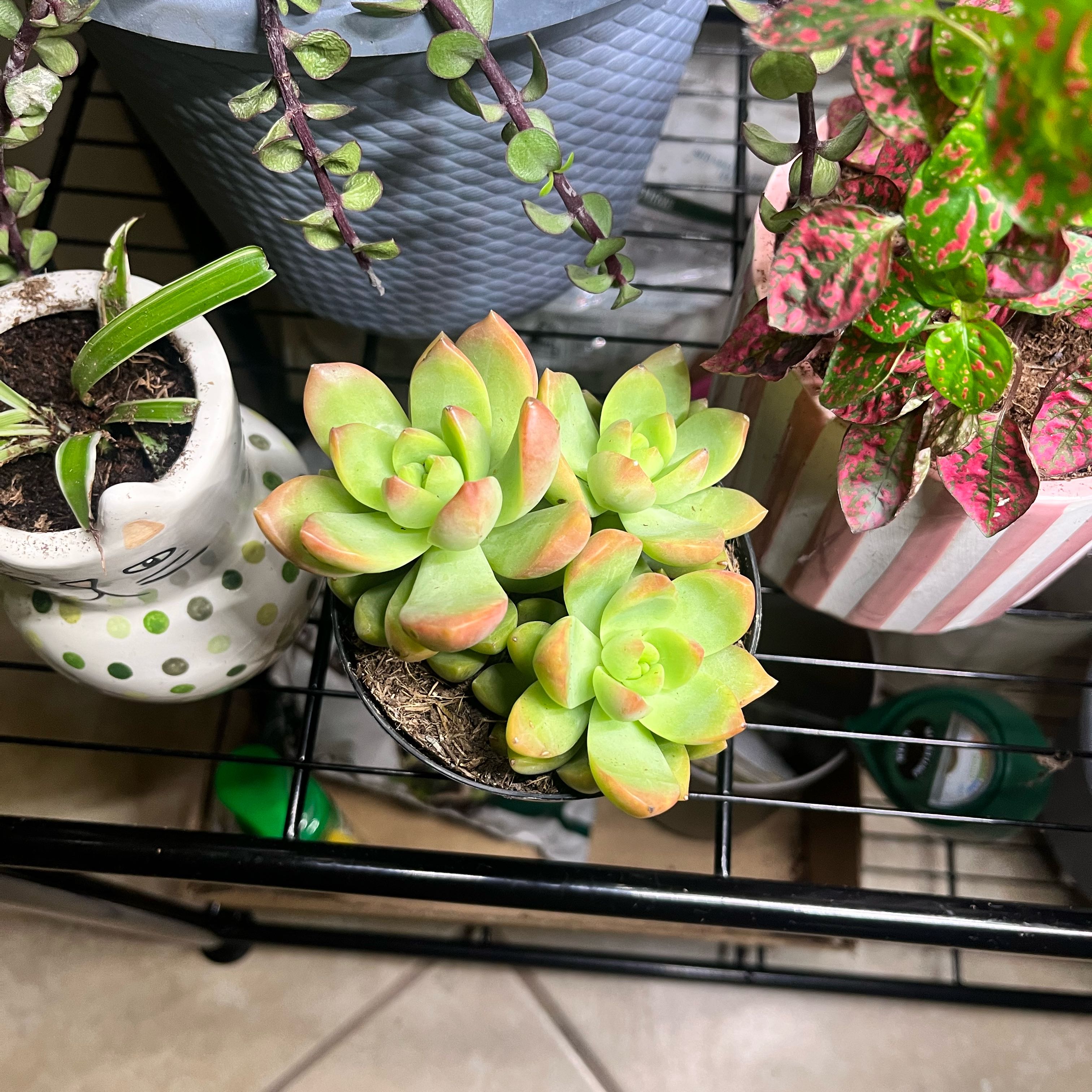 Photo of the plant species Echeveria 'Grey Red' by @SisterPeyote named Fernie Saunders on Greg, the plant care app