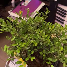 Photo of the plant species Dwarf Yaupon Holly by @RealFlaxsilk31 named Lavender on Greg, the plant care app
