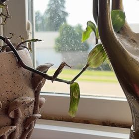Photo of the plant species Tradescantia 'Maiden's Blush' by @redracycam named Spike Leaves on Greg, the plant care app