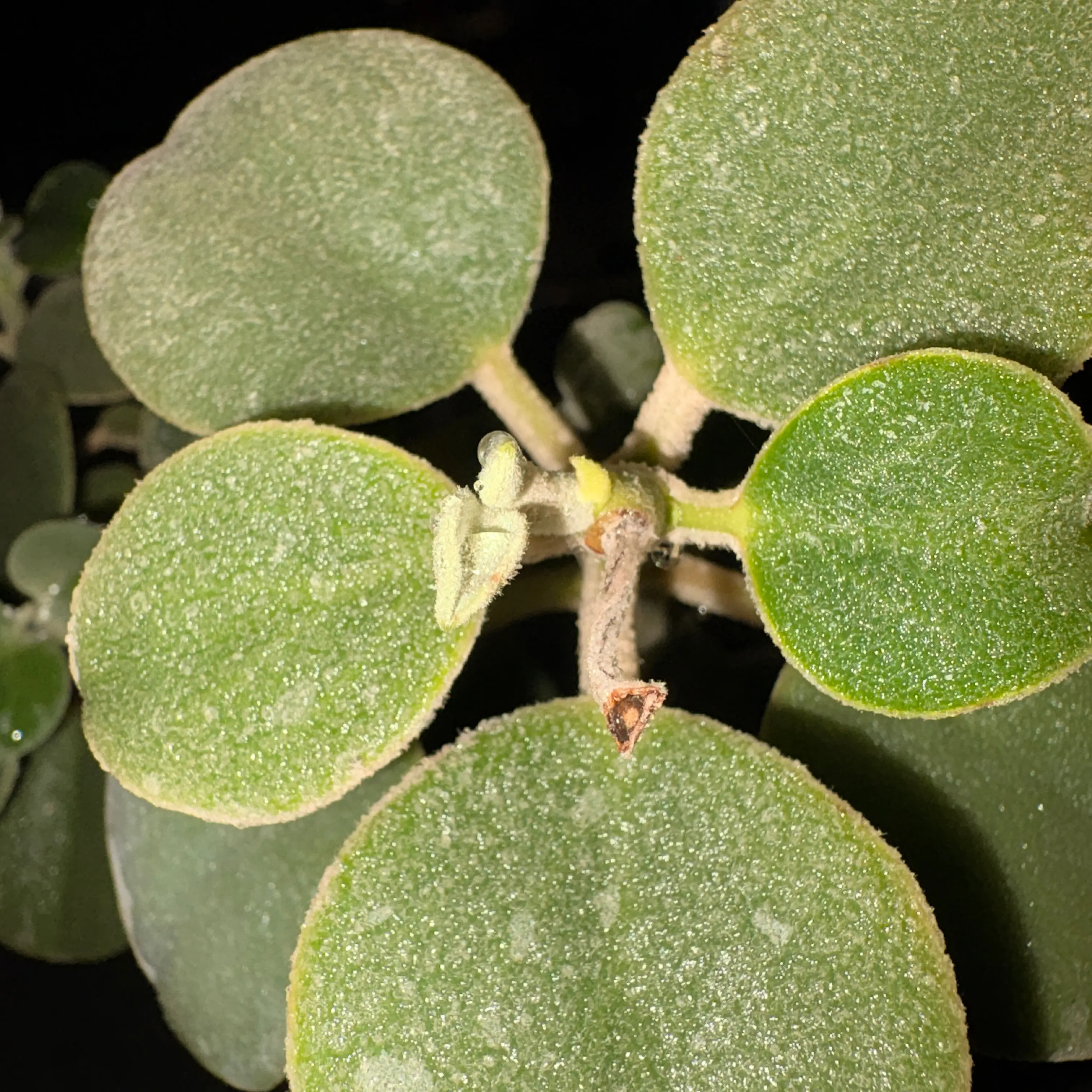 Photo of the plant species Silver Teaspoons by @redracycam named Muhammad Ali on Greg, the plant care app